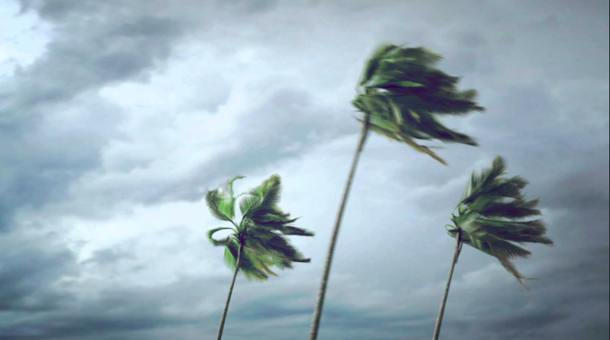 wind palm trees.png